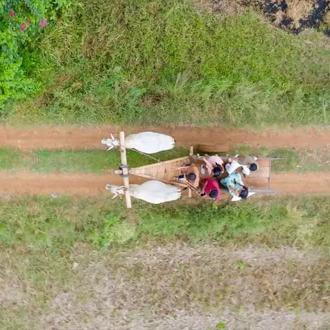 Bullock Cart Ride - Ride to the river nearby in a real bullock cart, through orchards and paddy fields.