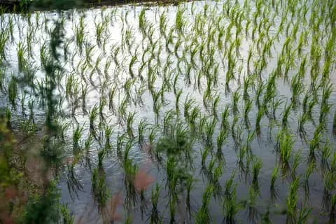 Agro Farming - Get a hands-on paddy farming experience in the middle of a food forest.