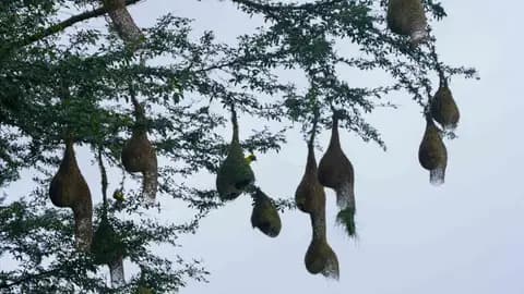 Bird Watching - Walk along the river bed and learn about native birds from a professional ornithologist.