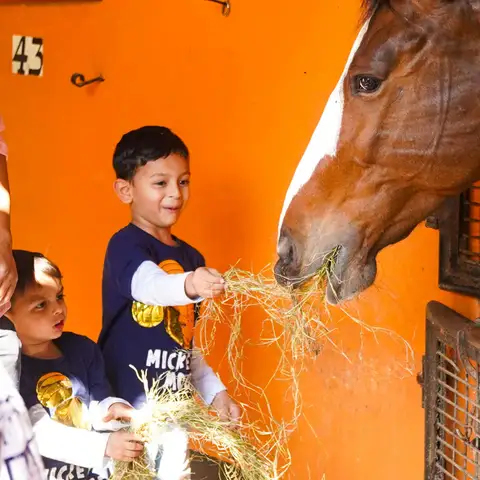 Get hands-on with the horses and ponies at the stables, feeding and grooming them.