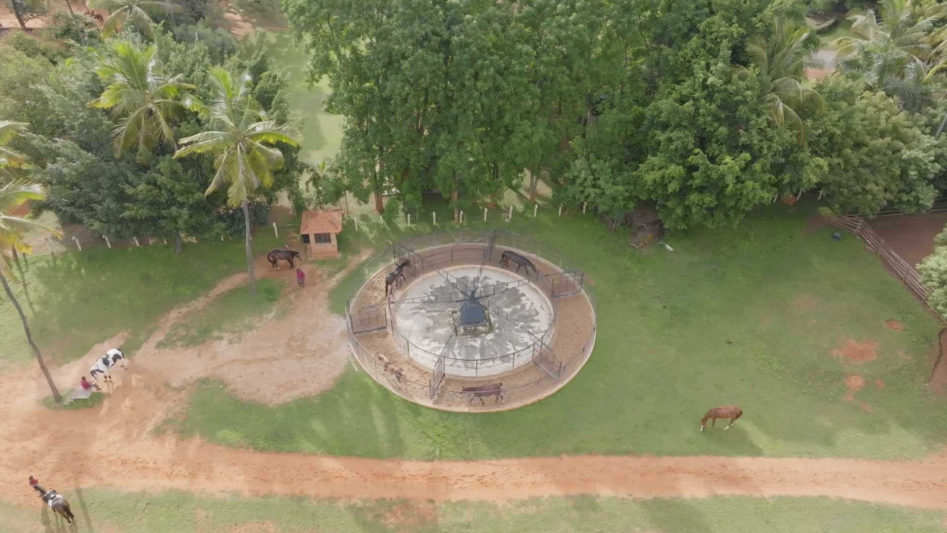 Why I Can’t Stop Talking About My Horse Riding Forest Safari Experience