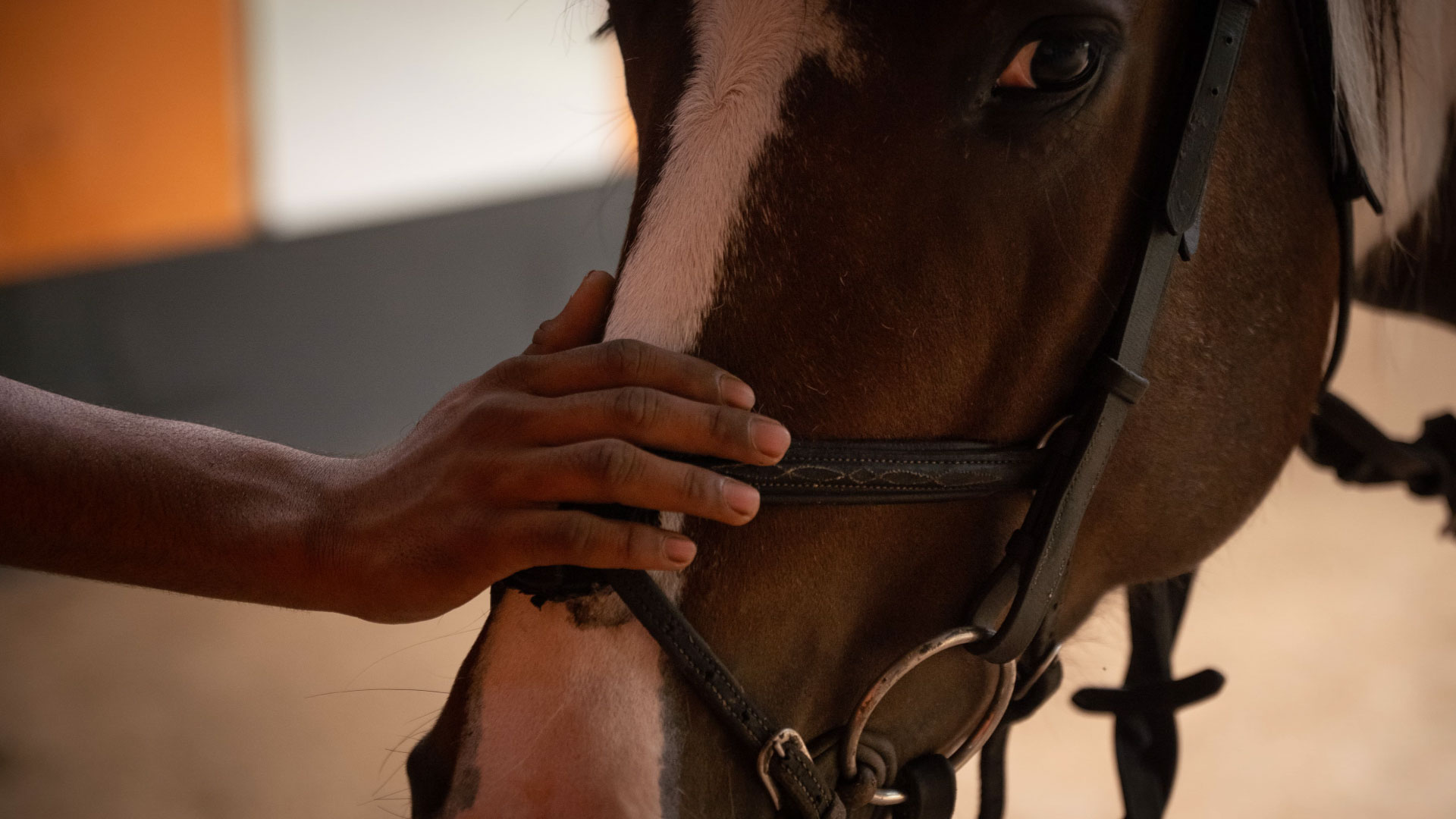 Escape to Nature with the Horse Riding Forest Safari Near Yelahanka