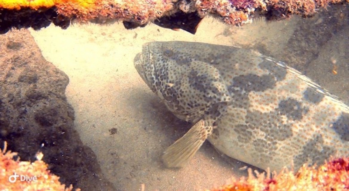 Unlock North Goa’s Secrets with an SSI / PADI Scuba Diving Experience